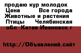 продаю кур молодок. › Цена ­ 320 - Все города Животные и растения » Птицы   . Челябинская обл.,Катав-Ивановск г.